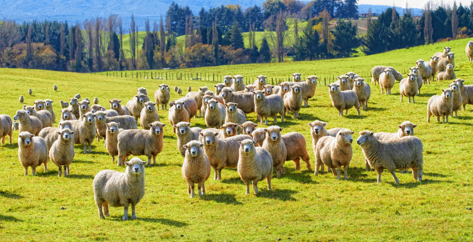 Vé máy bay giá rẻ đi New Zealand